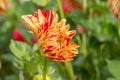 Garden Dahlia Painted Madam a decorative yellow flower with red markings